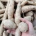 【优选】野生牛大力黄牛大力新鲜货量大价优欢迎咨询