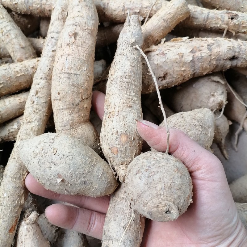 【优选】野生牛大力黄牛大力新鲜货量大价优欢迎咨询
