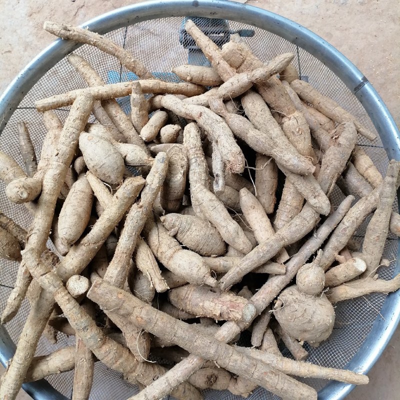 【优选】野生牛大力黄牛大力新鲜货量大价优欢迎咨询
