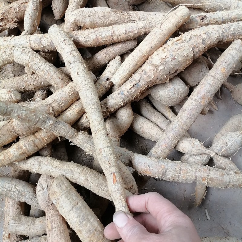 【优选】野生牛大力黄牛大力新鲜货量大价优欢迎咨询