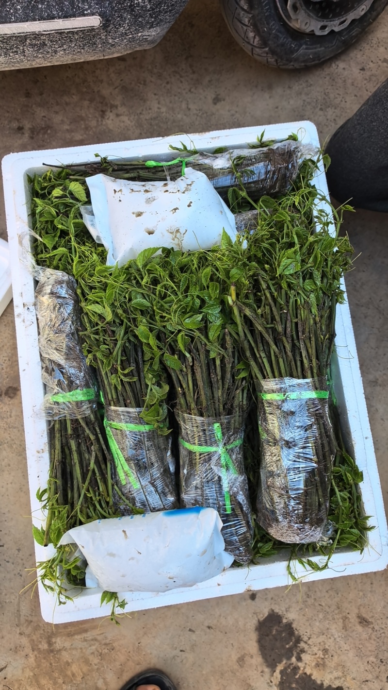 贵州精品三叶青苗基地直发品质保证量大从优