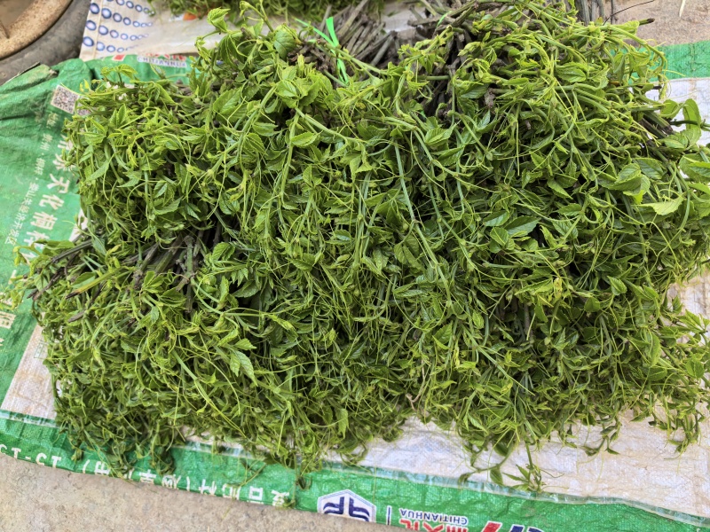 贵州精品三叶青苗基地直发品质保证量大从优
