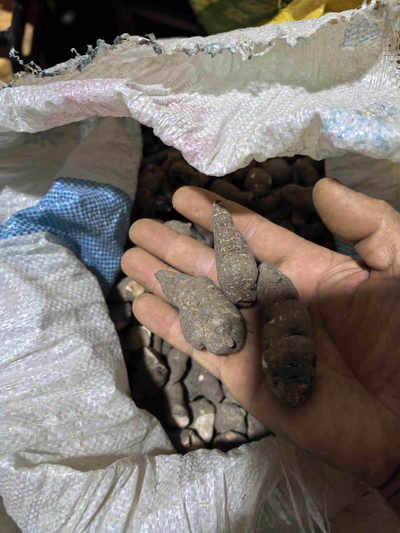 贵州精品三叶青干货，品质保证，***的，无硫无化学反应