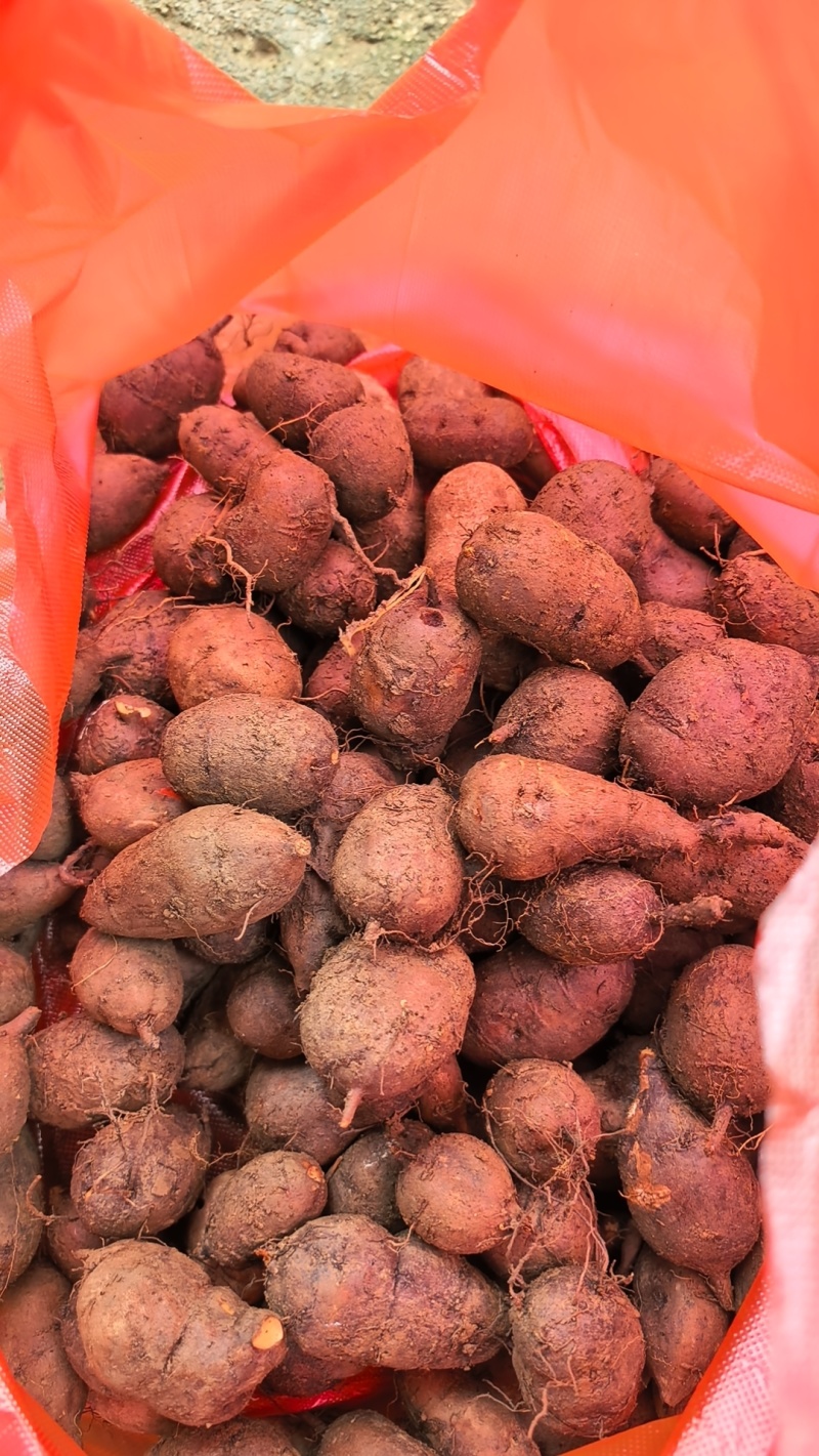 贵州精品三叶青鲜果，产地直发品质保证量大从优***的