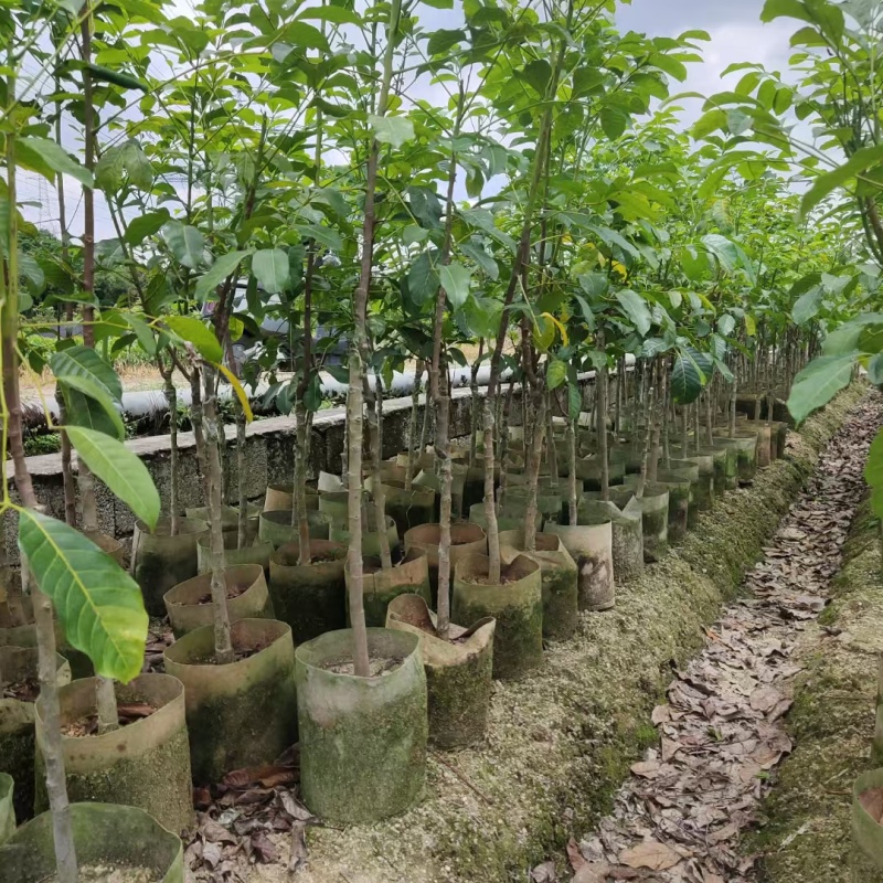 乌橄榄黑橄榄苗杯苗袋本地品种和吊思茅品种