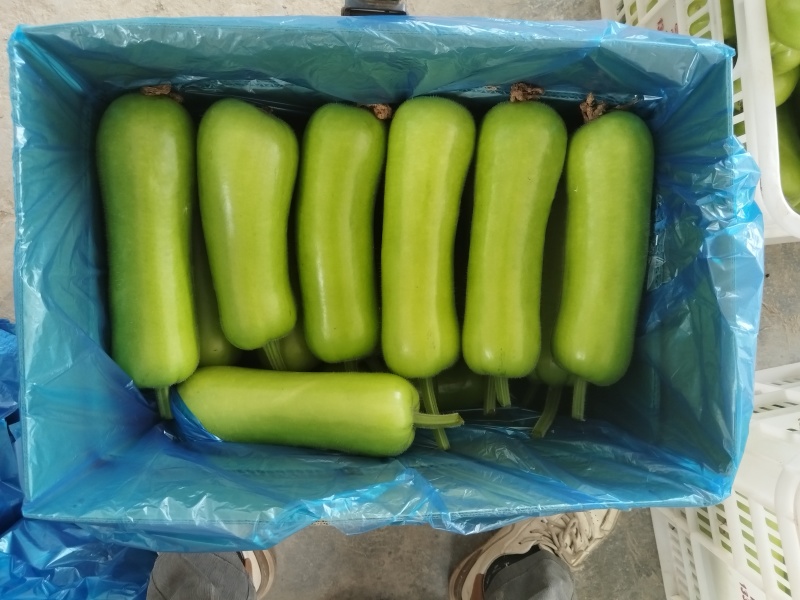 上海枫泾瓠瓜（夜开花）大量现货批发