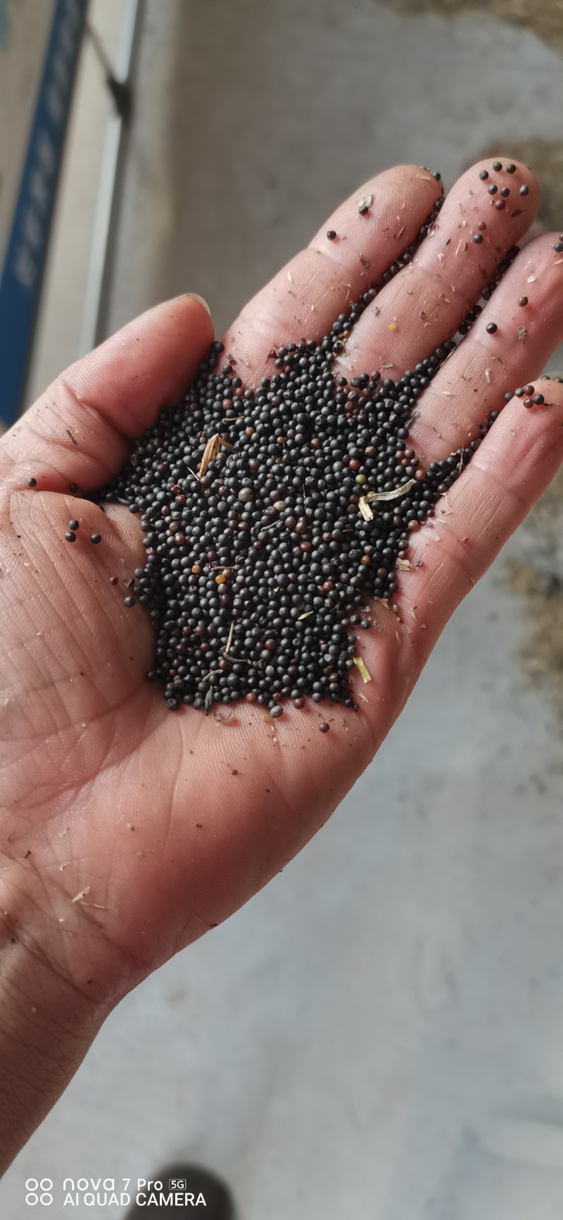 高介酸油菜籽