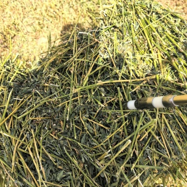头茬紫花苜蓿草
