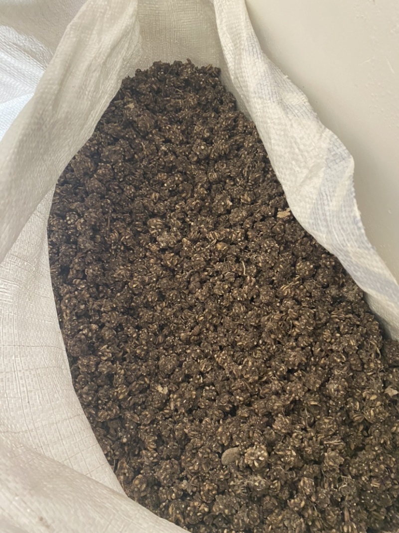 猫爪草，精品