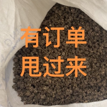 猫爪草，精品