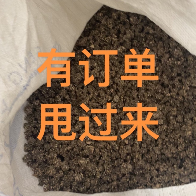 猫爪草，精品