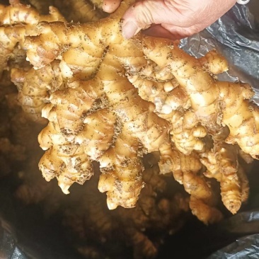 文山冷库姜姜湖南二号贵州二号大芽姜小黄姜应有尽有一手货源