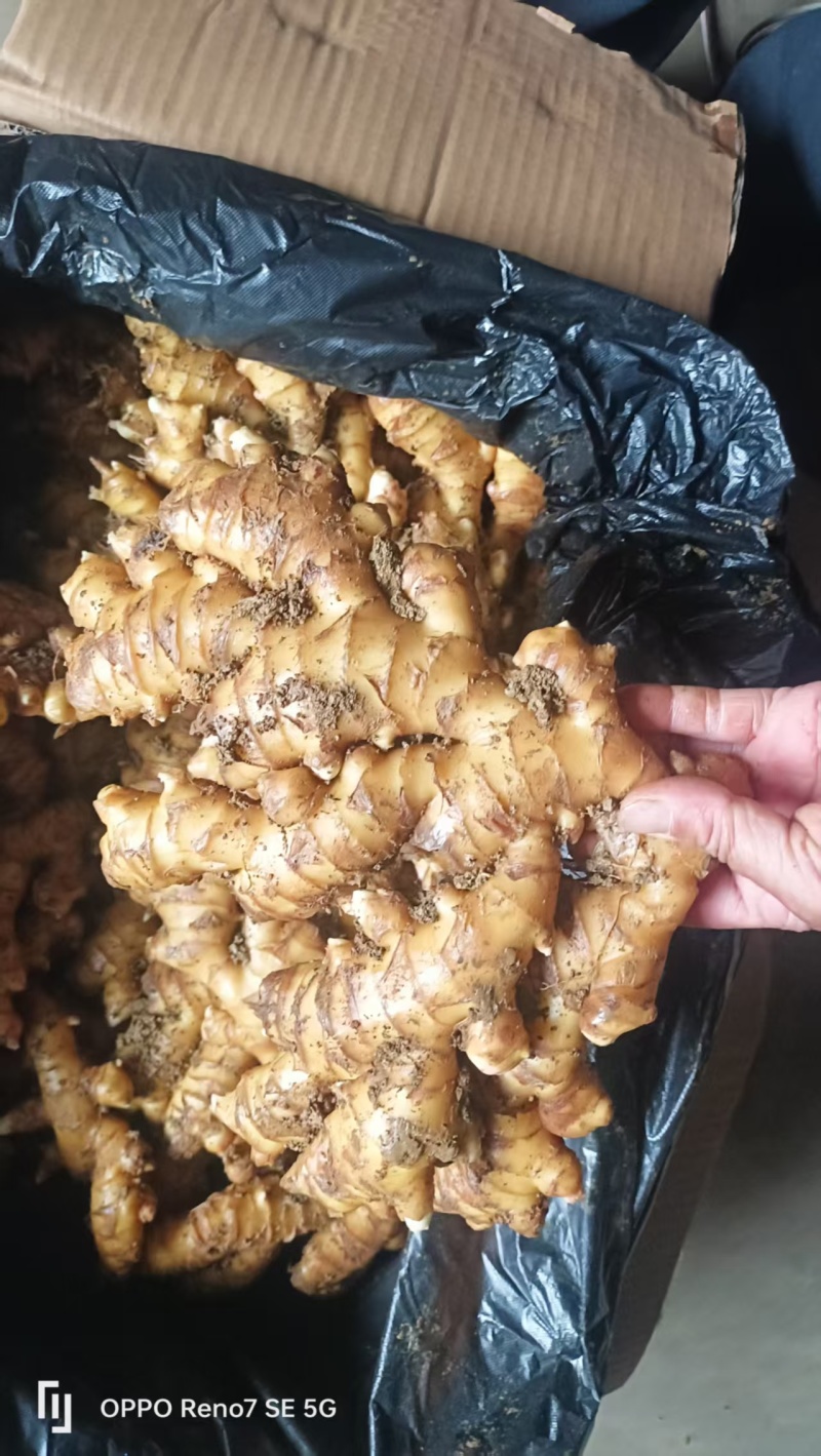 文山冷库姜姜湖南二号贵州二号大芽姜小黄姜应有尽有一手货源
