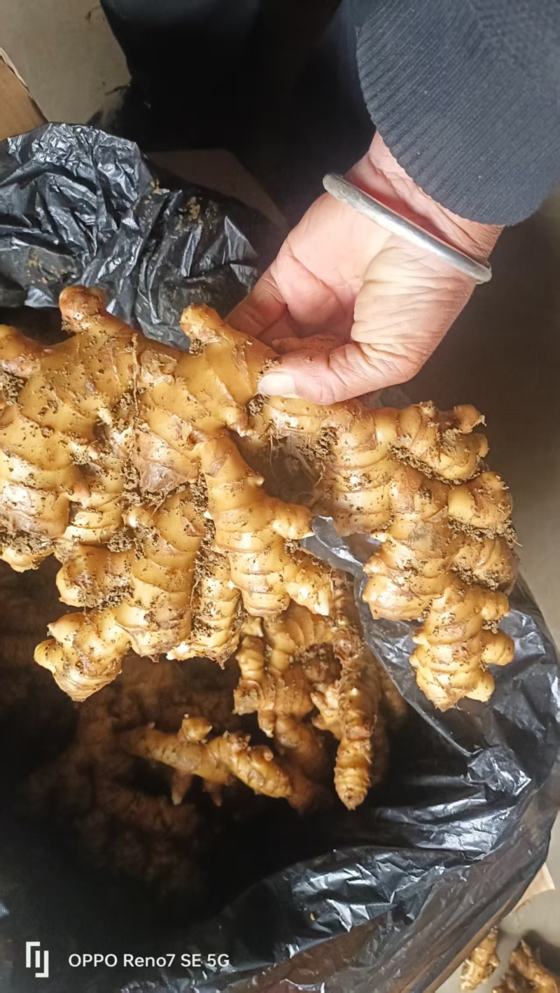 文山冷库姜姜湖南二号贵州二号大芽姜小黄姜应有尽有一手货源