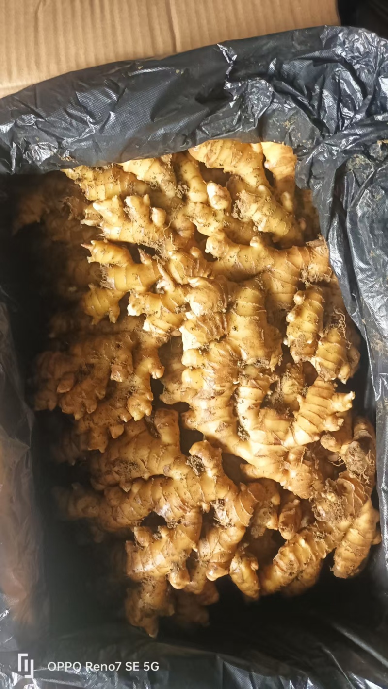 文山冷库姜姜湖南二号贵州二号大芽姜小黄姜应有尽有一手货源