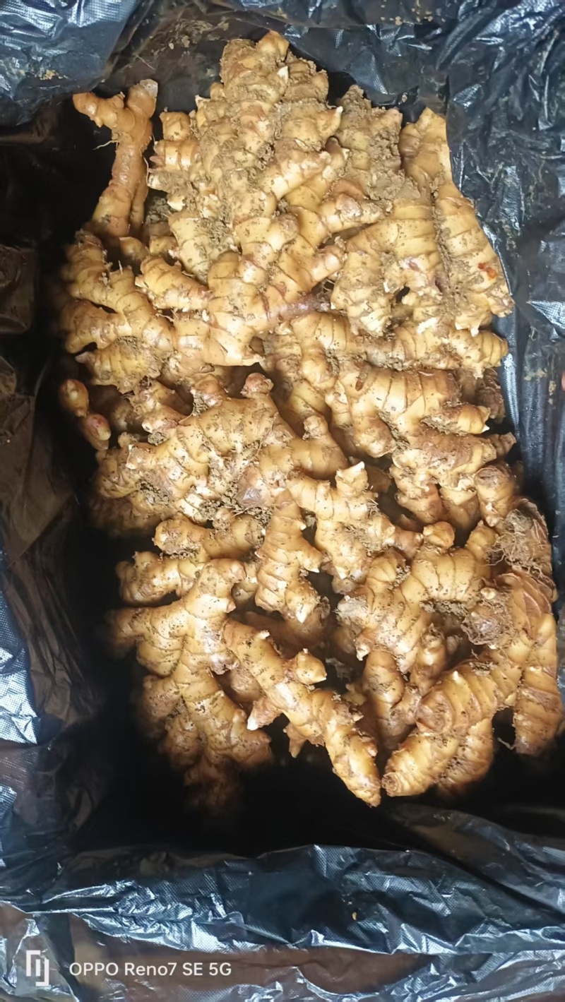 文山冷库姜姜湖南二号贵州二号大芽姜小黄姜应有尽有一手货源