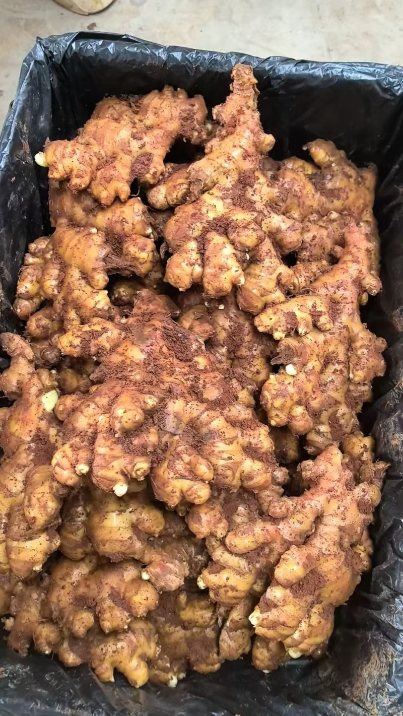 文山冷库姜姜湖南二号贵州二号大芽姜小黄姜应有尽有一手货源