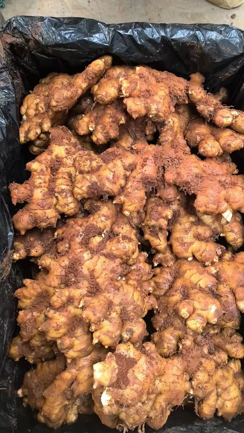 文山冷库姜姜湖南二号贵州二号大芽姜小黄姜应有尽有一手货源