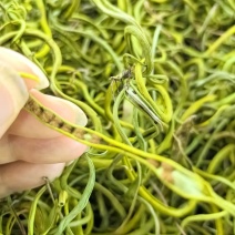 长白山野生化石草肾精草新鲜采摘正宗小叶化石草新货正品