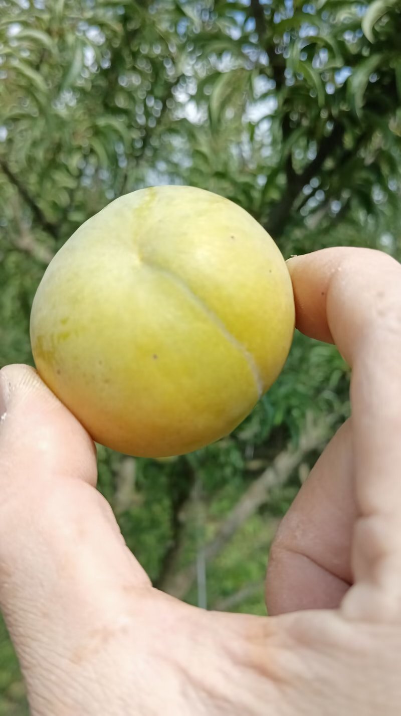 镇宁蜂糖李