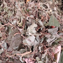 矮地茶不出林