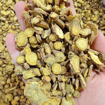 黄芩