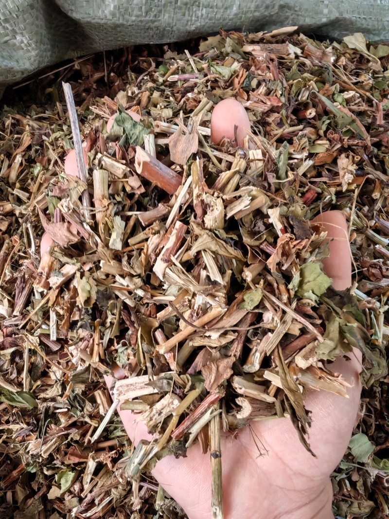 败酱草