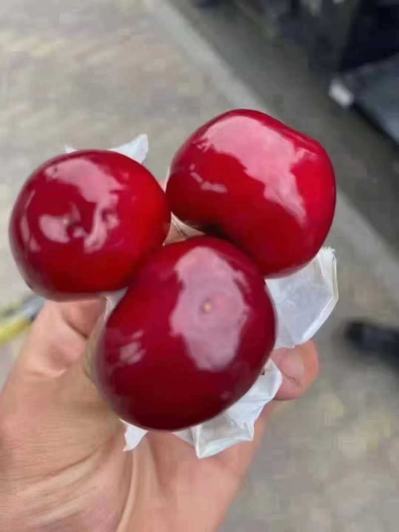 天水大樱桃