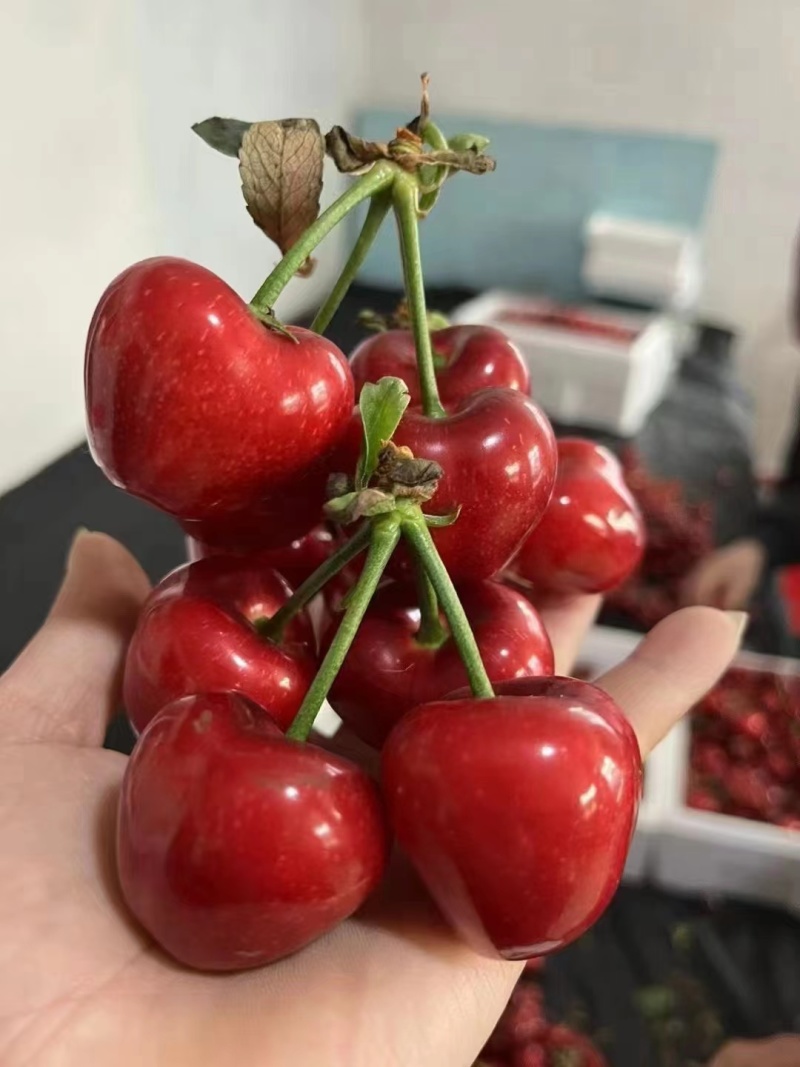 天水大樱桃