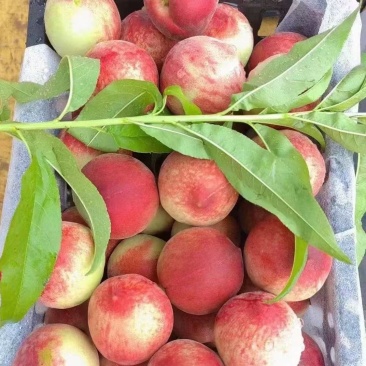 【甄选品质】特早毛桃小红桃春雷曙光红不软基地直发