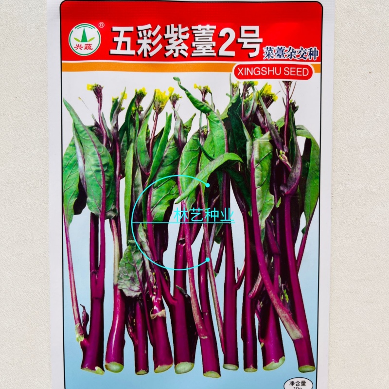 五彩紫苔2号红菜苔种子早中熟65天无蜡粉无苦味紫红