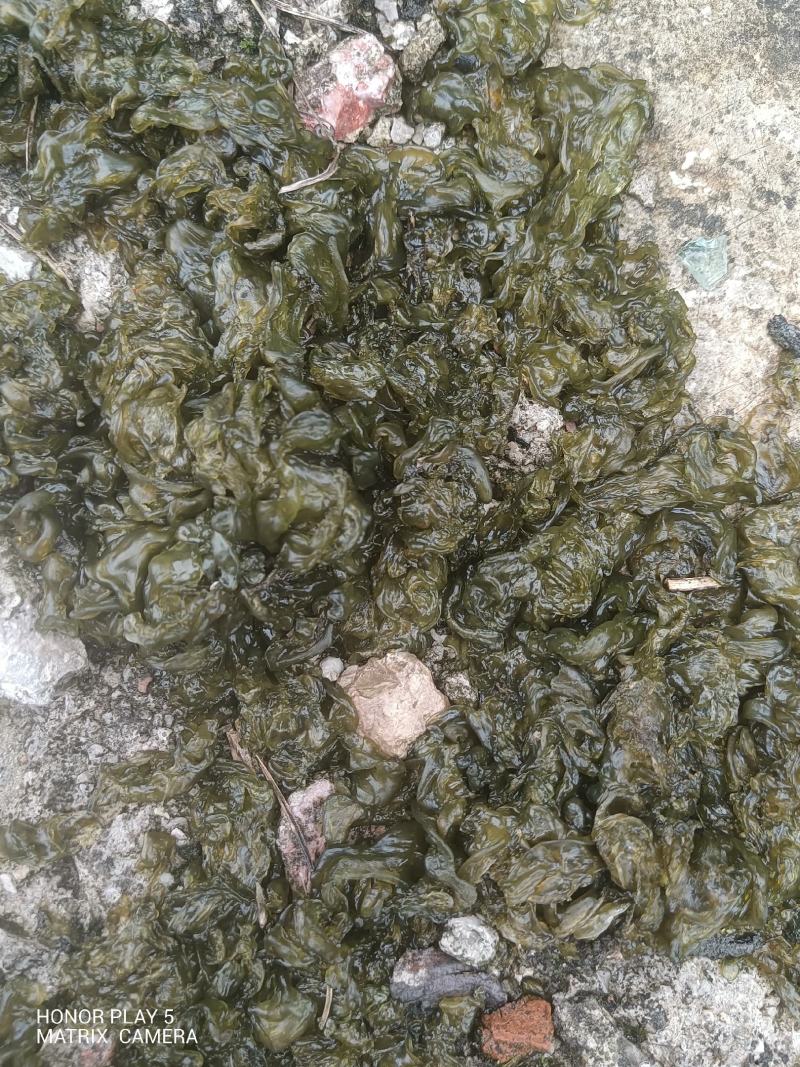 地皮菜
