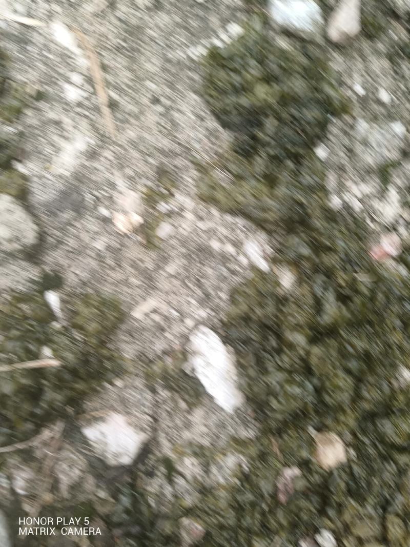 地皮菜