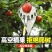 摘水果神器伸缩杆高空采摘杨梅枇杷果子摘果器摘水果摘果