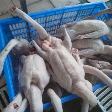 黑粽鹅