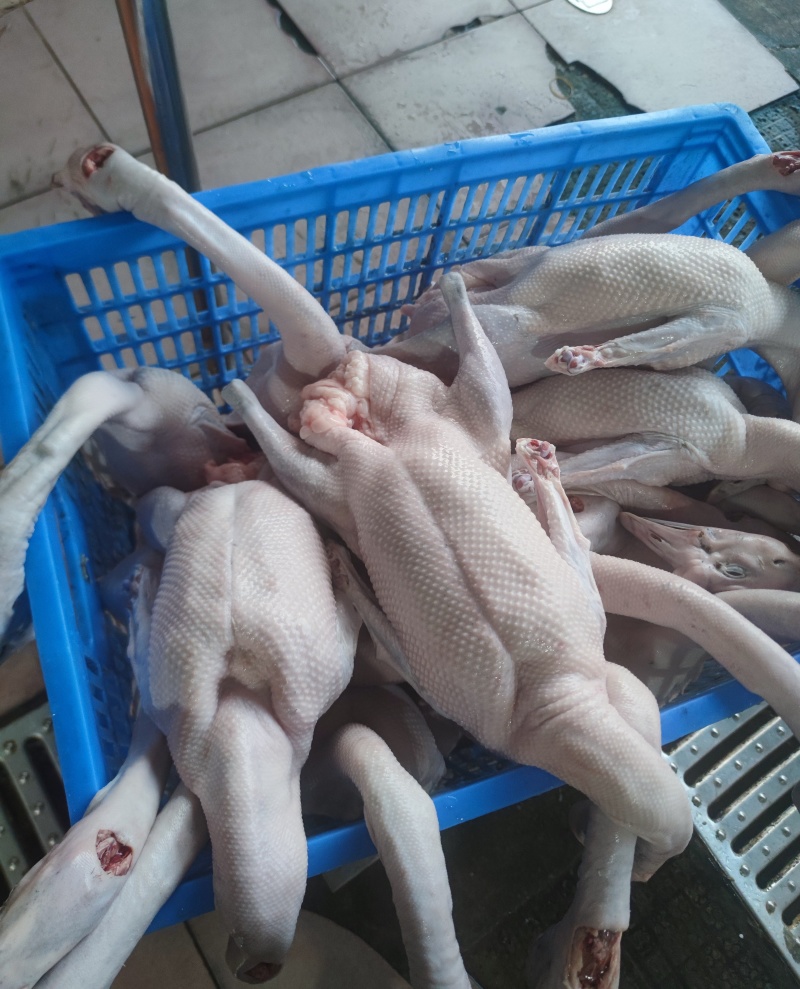黑粽鹅