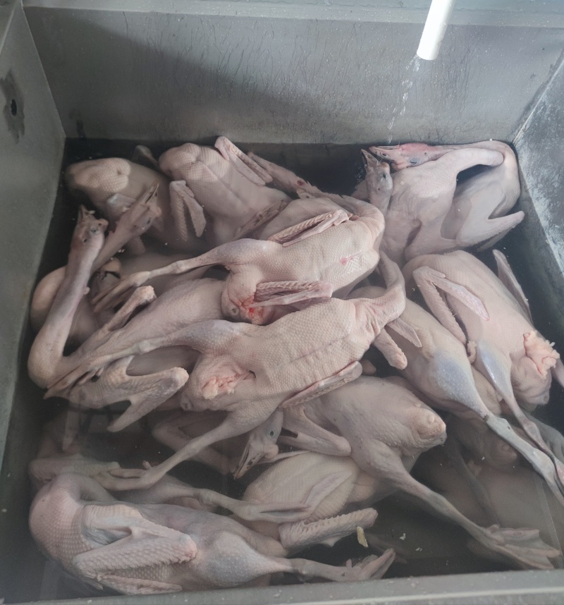 黑粽鹅
