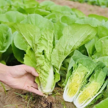新夏帅快菜种子小白菜籽速生高产耐热耐湿春夏秋季四季青蔬菜