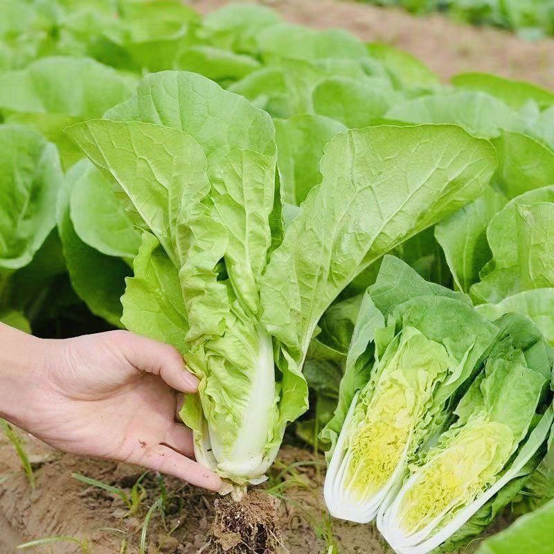 新夏帅快菜种子小白菜籽速生高产耐热耐湿春夏秋季四季青蔬菜