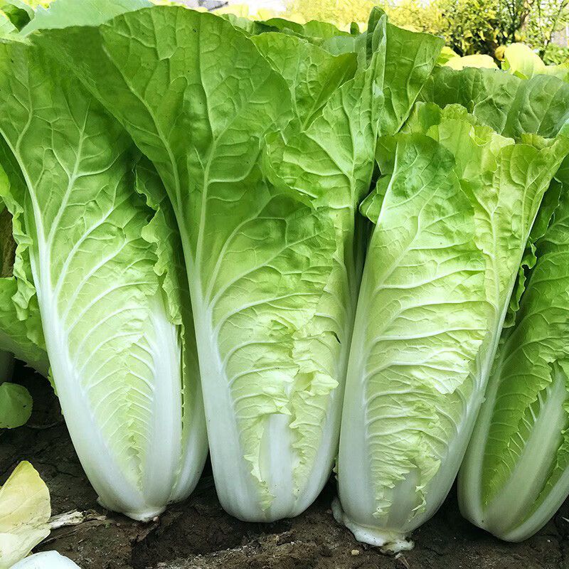 新夏帅快菜种子小白菜籽速生高产耐热耐湿春夏秋季四季青蔬菜