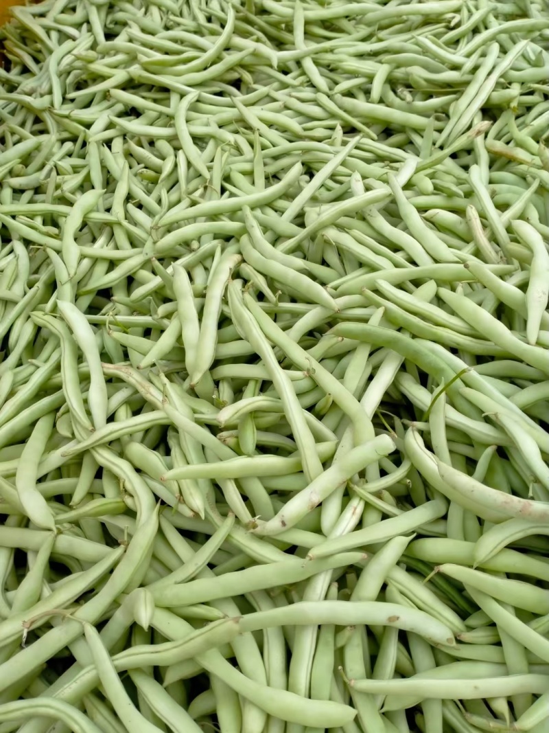 南阳白花四季豆千亩基地一手货源货量充足量大质优可对接批发