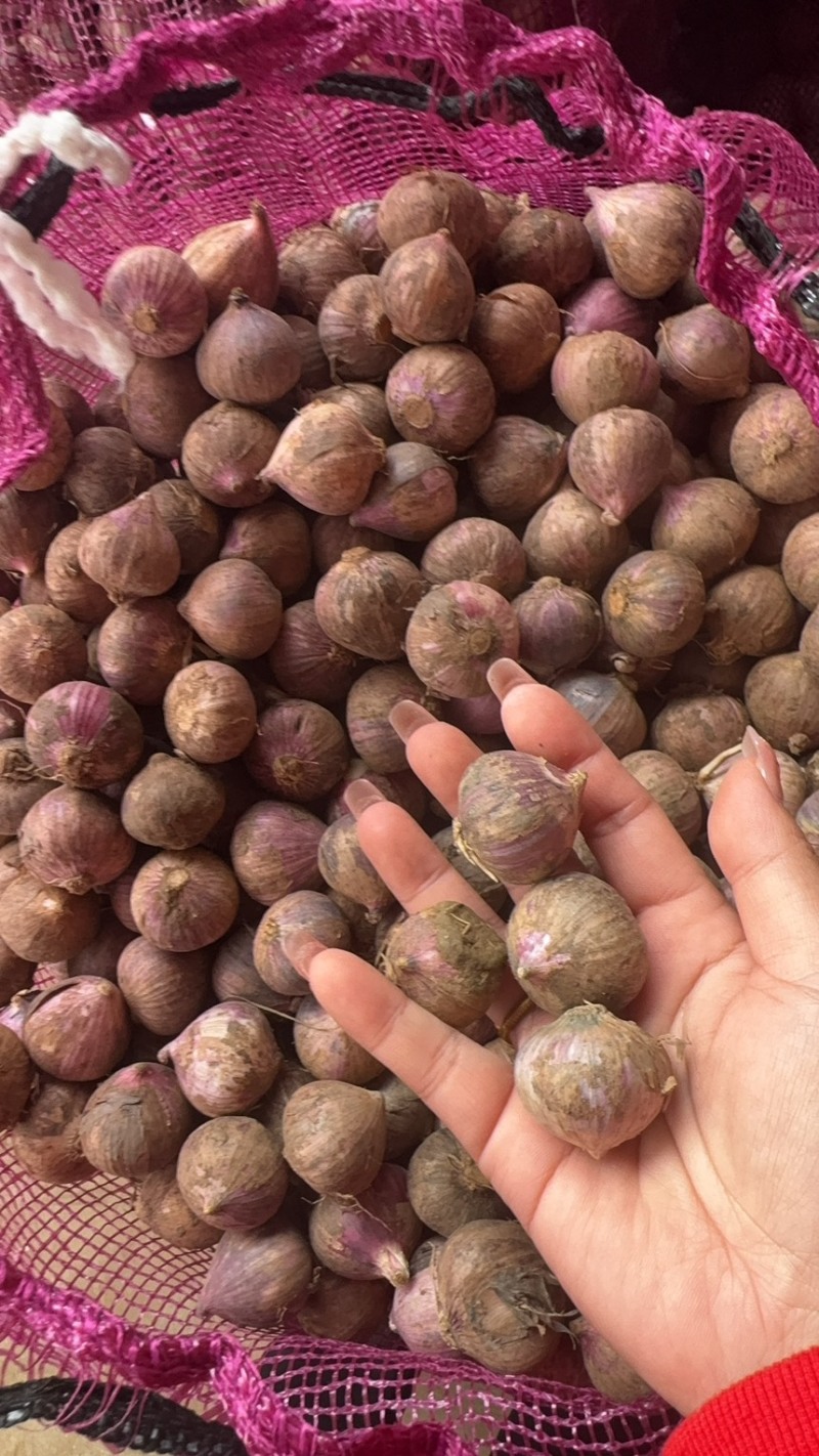 各种规格独头蒜
