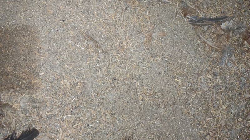 稻壳鸡粪，纯干鸡粪，干湿分离牛粪，有机肥