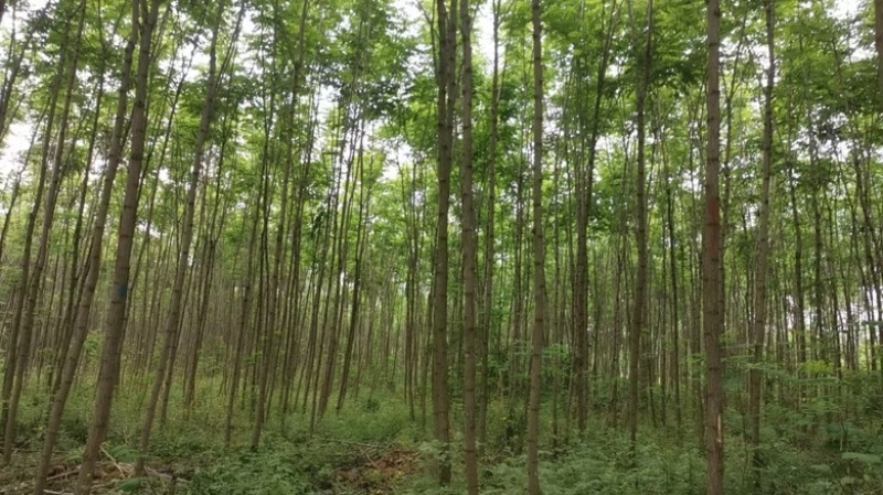 刺槐树规格齐全基地直发提供发票