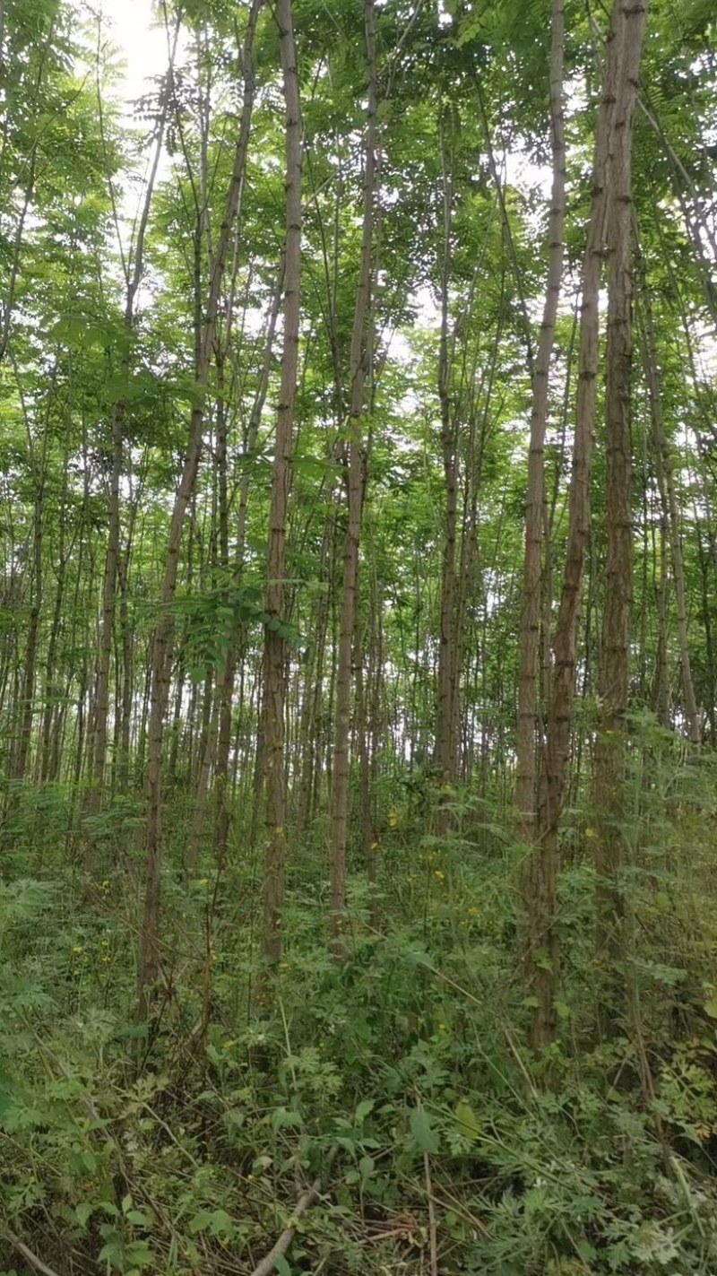 刺槐树规格齐全基地直发提供发票