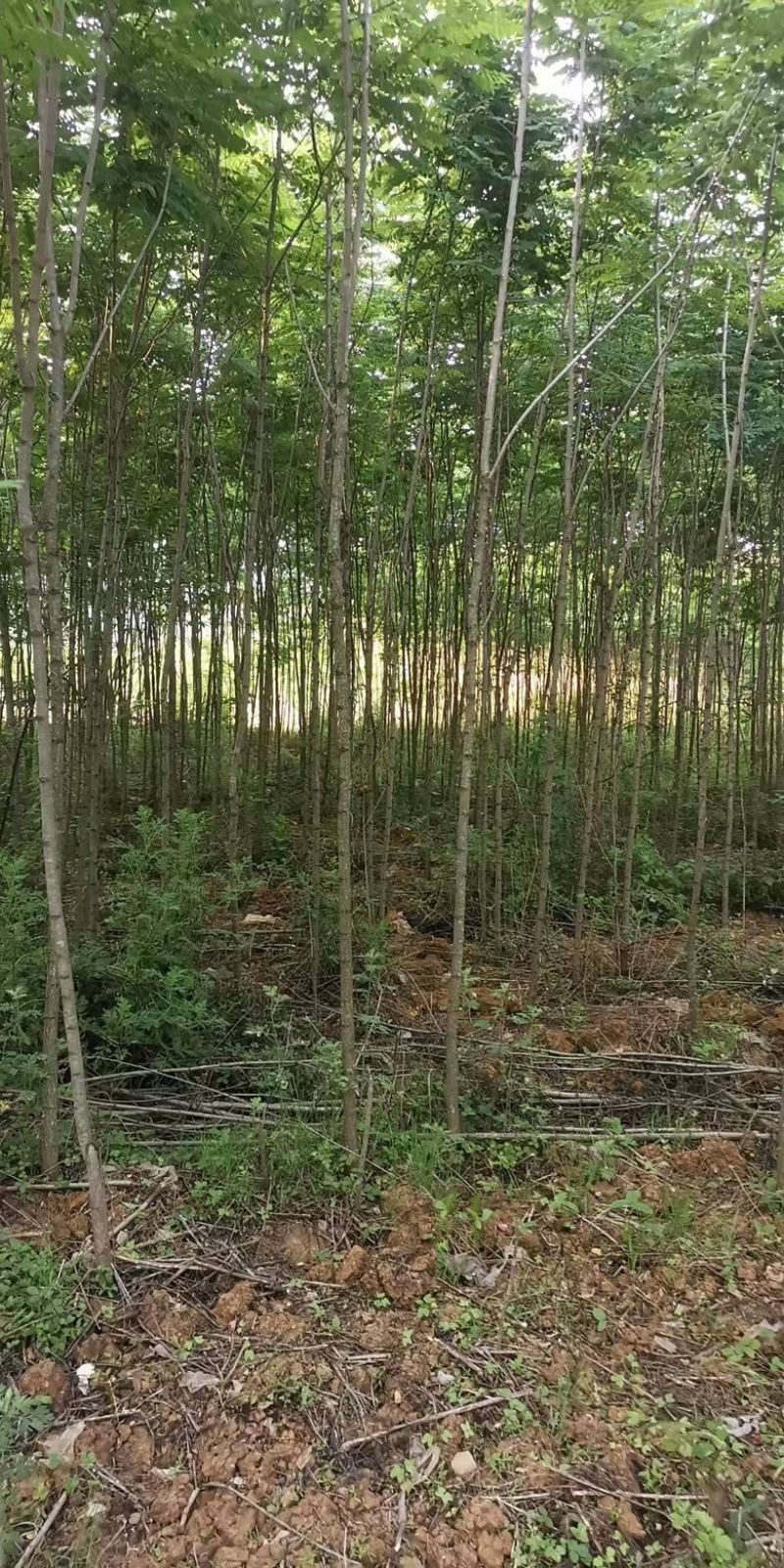 刺槐树规格齐全基地直发提供发票