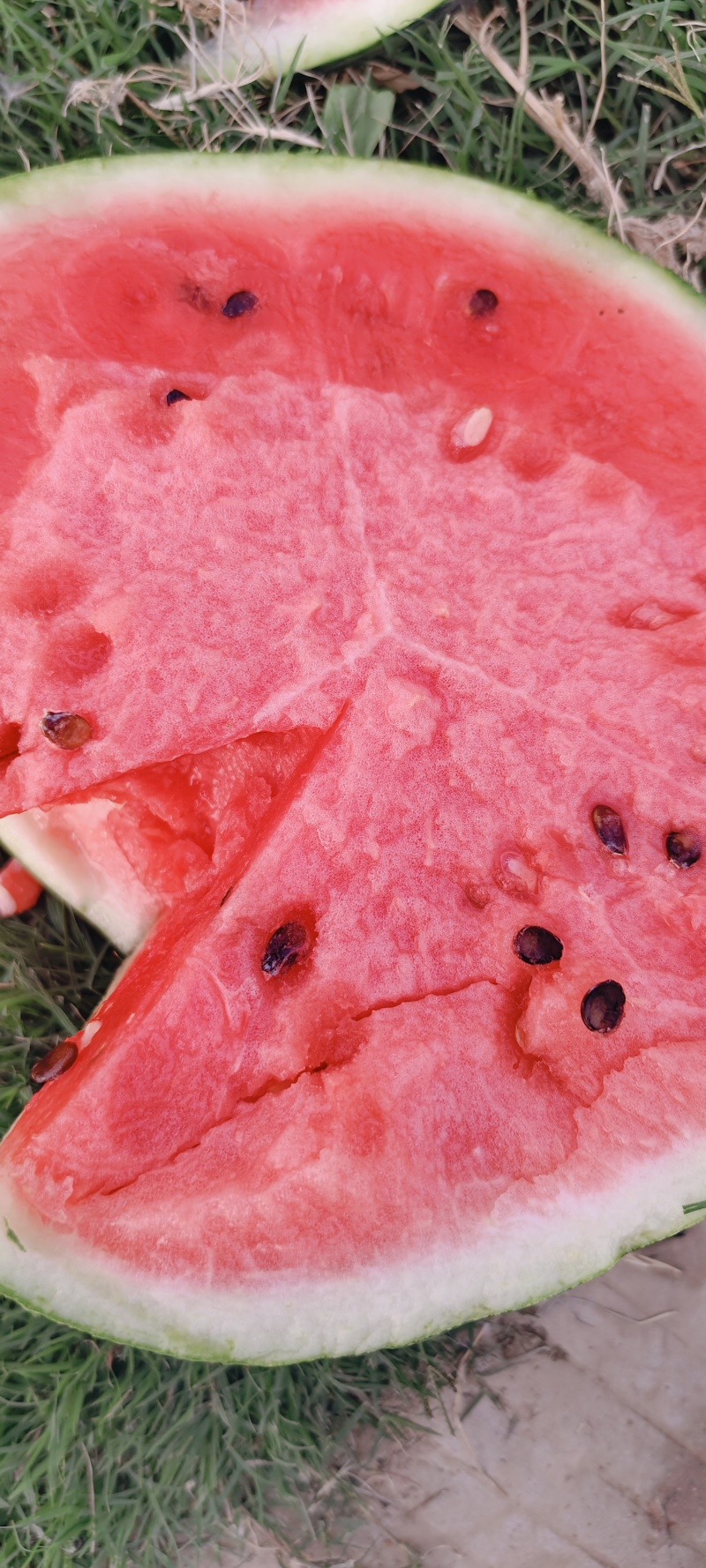 精品无籽美都大量现货