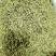 批发山银花规格齐全优质山银花产地货源量大价优