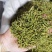 批发山银花规格齐全优质山银花产地货源量大价优