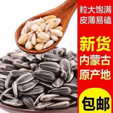 新货批发油葵562小油葵散装油葵生瓜子零食瓜子批发